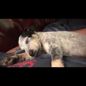 Meet your Posher, Cole